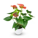 Anthurium